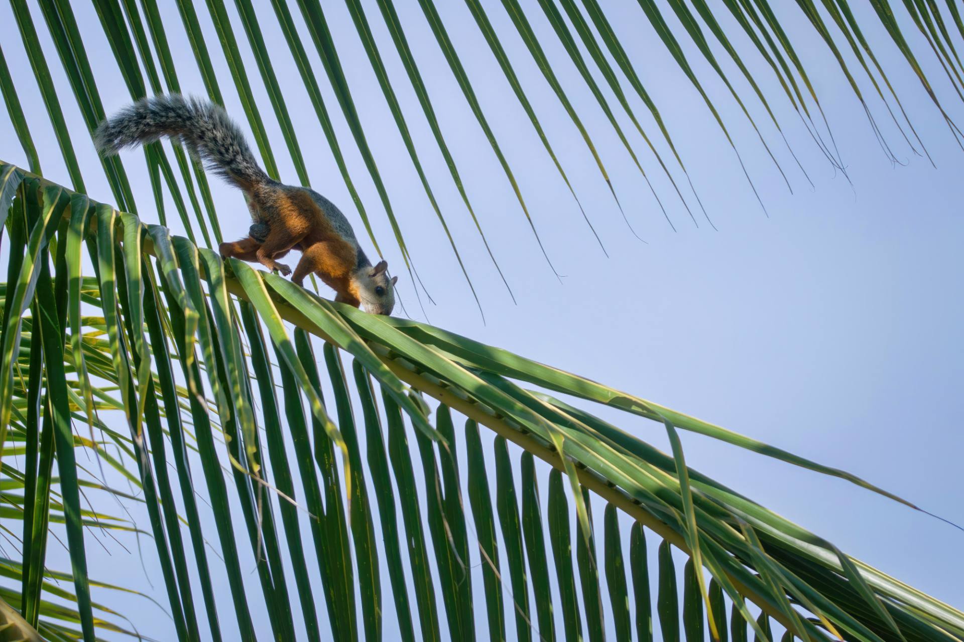 Bunthörnchen (Sciurus variegatoides)
